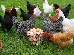 Ghana’s poultry demand vs local production.
